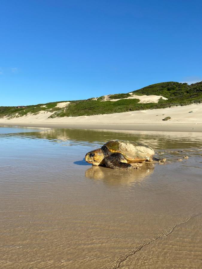 Soutelande Country Stay - Close To 1#Beach In Pe Port Elizabeth Exterior foto